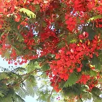 Jardines Canarios
