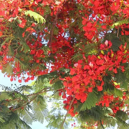 Jardines Canarios